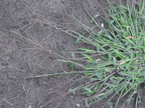 How To Kill Crabgrass And Prevent Them From Growing Back