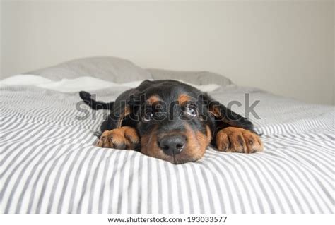 Cute Rottweiler Mix Puppy Sleeping On Stock Photo (Edit Now) 193033577