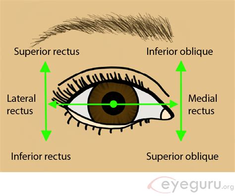 Extraocular Movements Explained Eyeguru