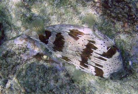 Porcupinefish | Natural Atlas