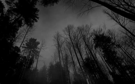 Black and White Forest Wallpaper - WallpaperSafari