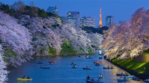 Cherry Trees In Full Bloom Near The Imperial Palace With Tokyo Tower In