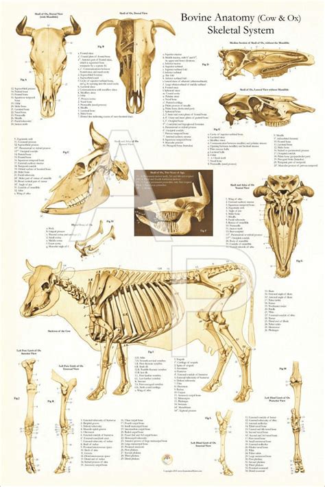 Cow Bovine Skeletal Veterinary Anatomy Poster 24 X 36 Wall Chart