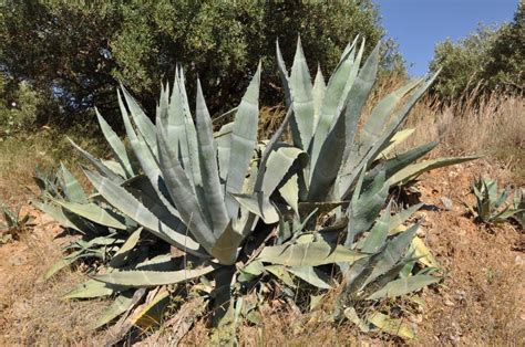 Agave La Suculenta M S Resistente A La Sequ A