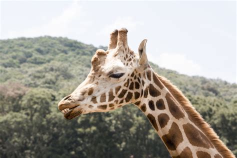 giraffe zeigt seine zähne und zunge Lizenzfreies Bild 15400873