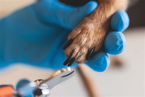 How To Treat A Broken Dog Nail In 8 Steps Vet Answer Dogster