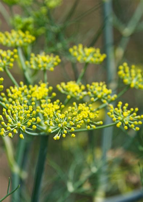 Bunga Tanaman Adas 1Foeniculum Vulgare Agrokompleks Kita