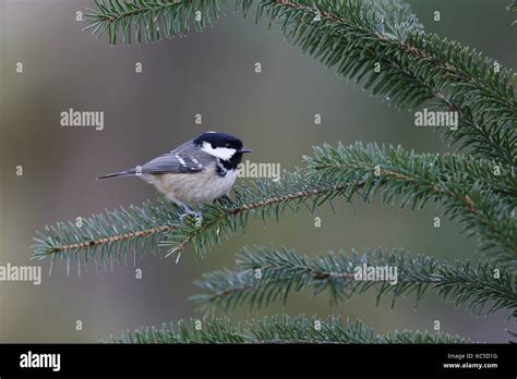 Coal Tit Periparus Ater On Pine Twig Stock Photo Alamy