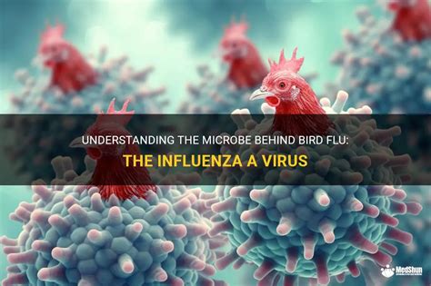 Understanding The Microbe Behind Bird Flu The Influenza A Virus Medshun