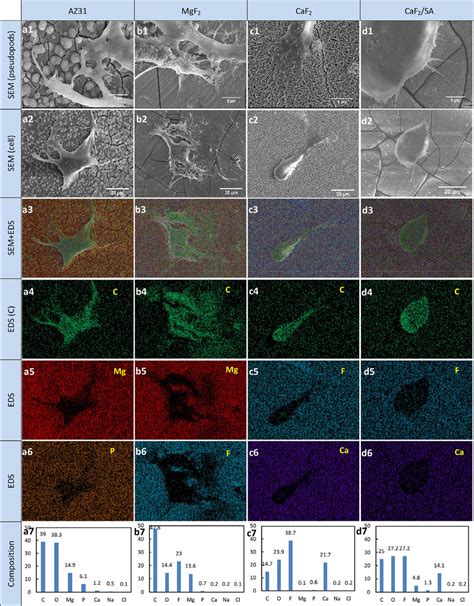 Surface Cell Sem Morphologies And Elemental Distribution Of A Az31