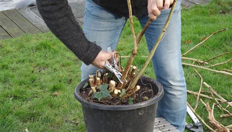 Hoe Snoei Je De Hortensia In De Winter Dat Kan Op Manieren