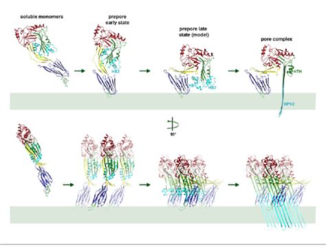 Mechanism Of Membrane Insertion And Pore Formation Stepwise