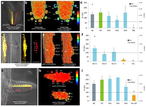 Frontiers Optimizing FRET FLIM Labeling Conditions To Detect Nuclear