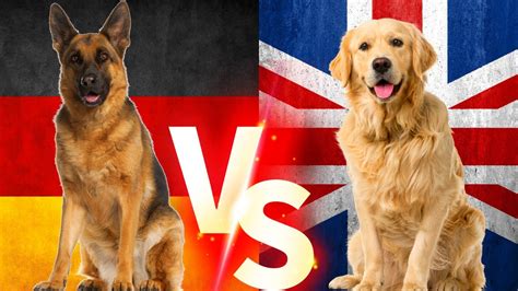 Alman Kurdu Vs Labrador K Pekleri German Shepherd Almankurdu