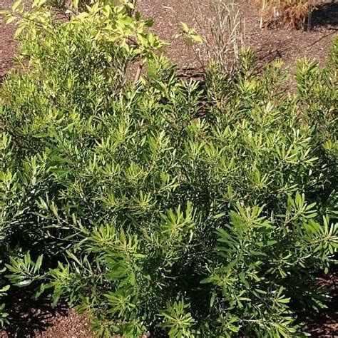 Wax Myrtle Dons Dwarf I 10 Live Plants I Myrica Cerifera Compact