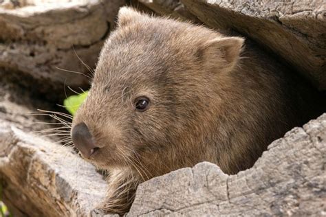 facts  wombats  great australian blog