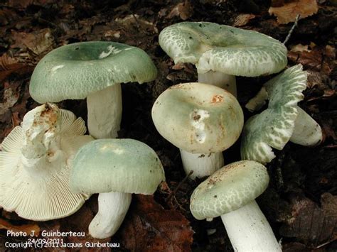 MycoDB Photos De Champignons Russula Virescens