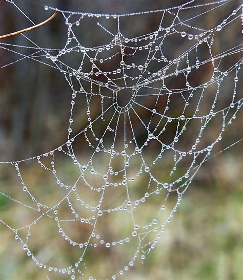 Web Spider Drops After - Free photo on Pixabay - Pixabay