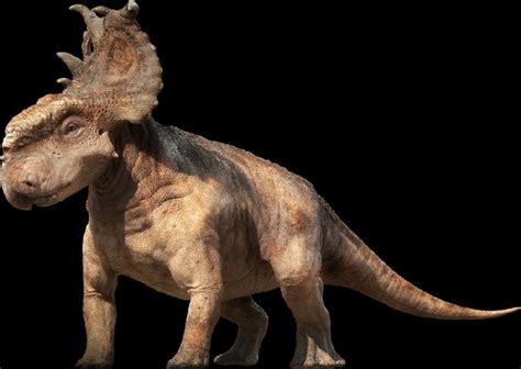 Pachyrhinosaurus Vs Gorgosaurus