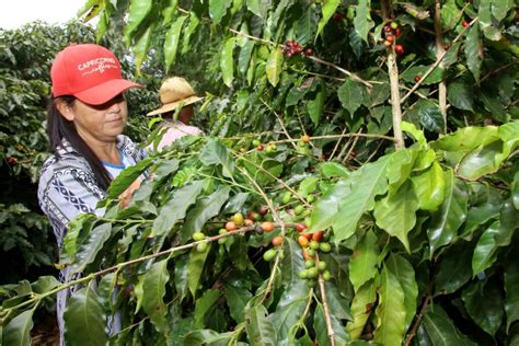 Boletim agropecuário destaca término da colheita do café Jornal O Paraná