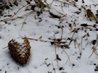 Snow Covered Pine Cone Free Stock Photo Public Domain Pictures