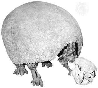 Glyptodon | extinct mammal | Britannica.com