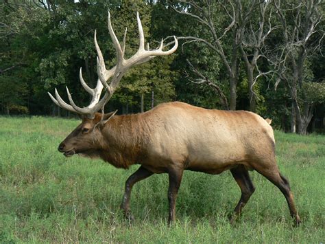 Elk hunting, Elk photo, Animals wild