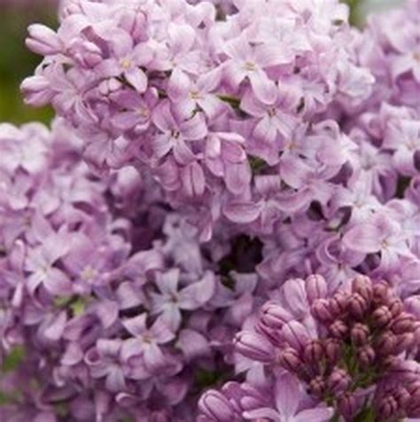 Lavender Lady Lilac