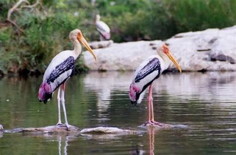 Kanwar Lake bird sanctuary - Bodhi Bihar Tourism