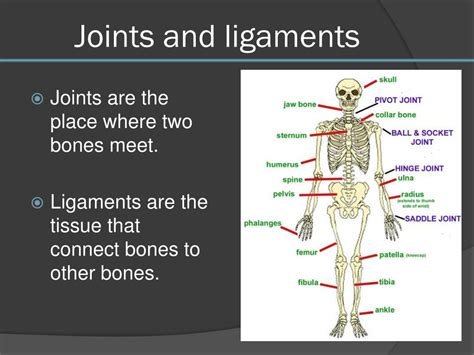 understanding  human body skeletal muscular digestive