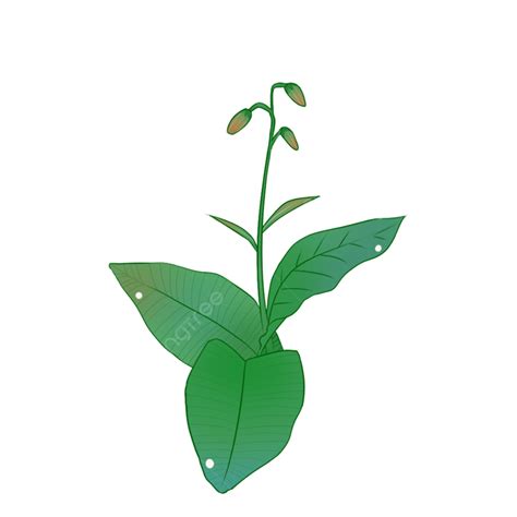 Ilustração De Planta Verde De Desenho Animado PNG Desenho Animado