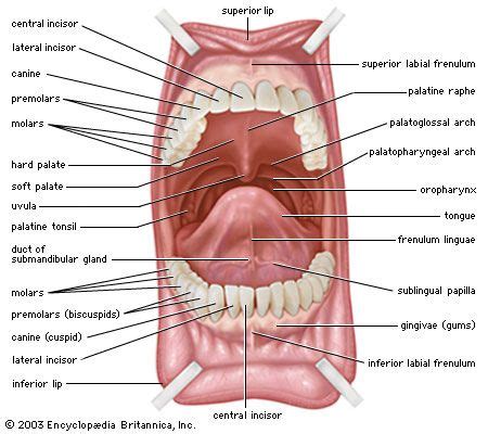 Mouth | anatomy | Britannica.com