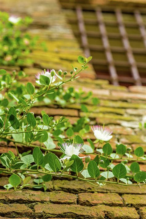 Thorny Caper Plant Photograph By Vivida Photo PC Fine Art America