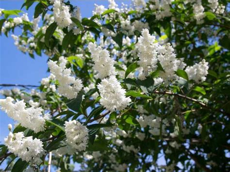 Qu Est Ce Que Deutzia Comment Faire Pousser Des Plantes Deutzia Dans