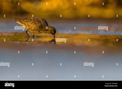 Adult breeding plumage Spotted Redshank (Tringa erythropus) in Italy ...