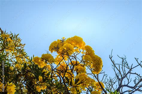 Yellow flowers on silver trumpet tree (Tabebuia aurea) with blue sky ...