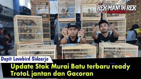 Update Stok Murai Batu Terbaru Ready TrotoL Jantan Dan Gacoran YouTube