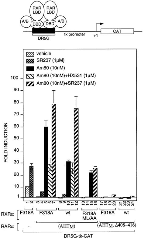 A Mutation Mimicking Ligandinduced Conformational Change Yields A