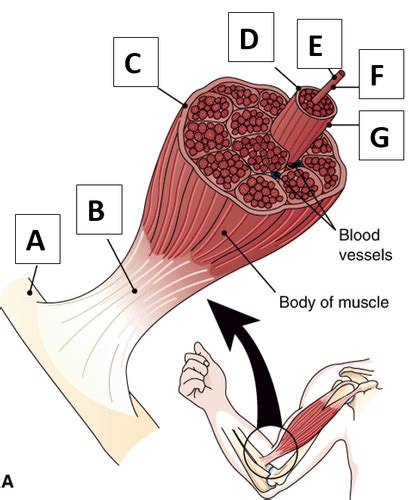 MUSCULAR SYSTEM Flashcards Quizlet