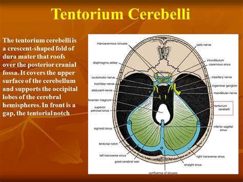 The Inside View Of Cranium Is Known As Ppt Video Online Download