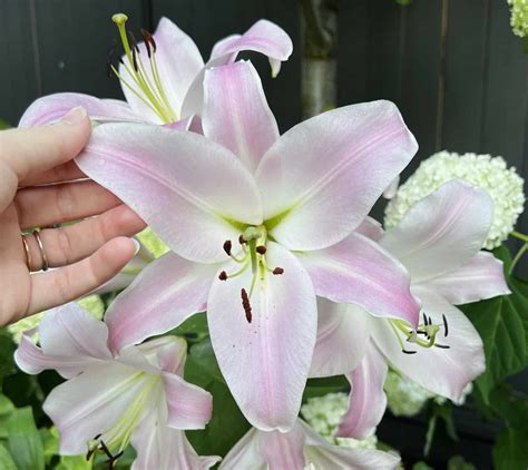 Lilies Majestic Blooms Of Timeless Elegance