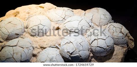 Therizinosaurus Dinosaur Eggs Late Cretaceous Stock Photo 1724659729