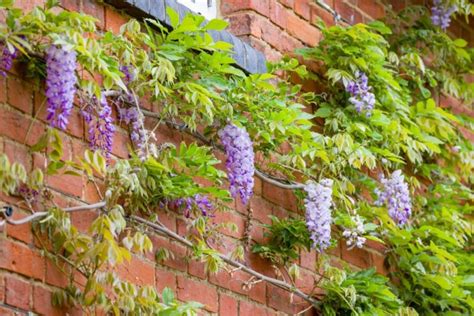 How To Train Wisteria Twice A Year The Objective Is To Control Its