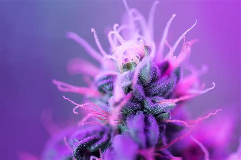 Purple Cannabis Why Is It So Popular And How To Grow It Mary Janes Friends And Co