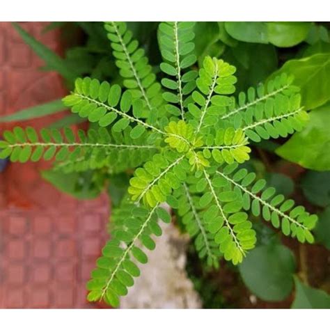 Jual Daun Meniran Segar Kering Gr Shopee Indonesia