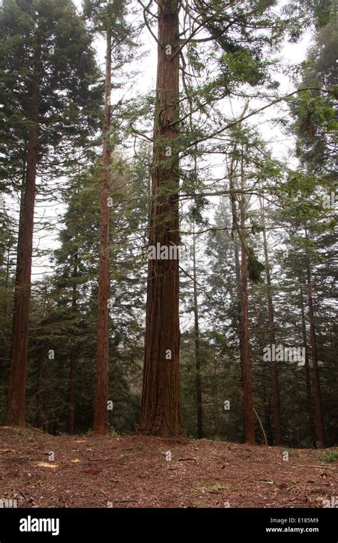 Redwood Trees Center Parcs Longleat Wiltshire England United