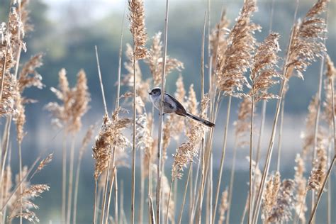 Close-Up of Dried Reeds · Free Stock Photo