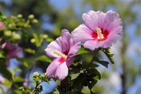 25 Best Fall Flowers for a Beautiful Autumn Garden | The Homestead Guide