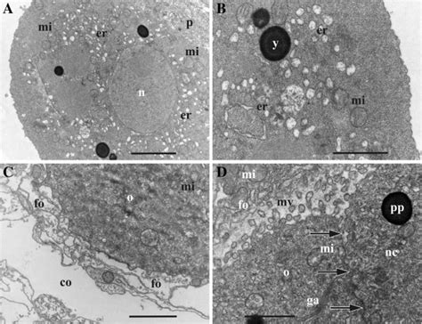 Early And Mid Stages Of Oogenesis In Bicellariella Ciliata Tem A Download Scientific