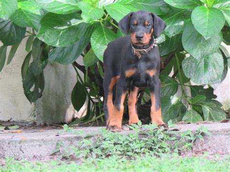 Yellow Female Shine Akc Doberman Puppies For Salehawthorne Fl